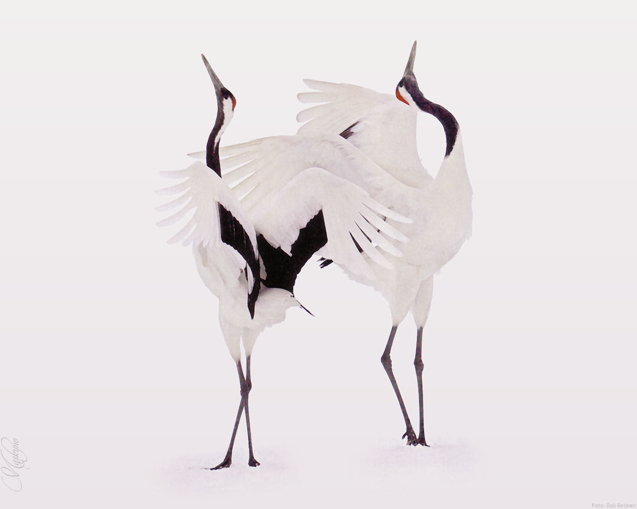 Dansende Kraanvogels